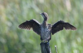 Kormoran mały