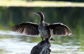 Kormoran mały