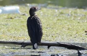 Kormoran mały