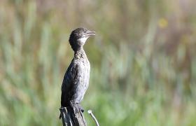 Kormoran mały