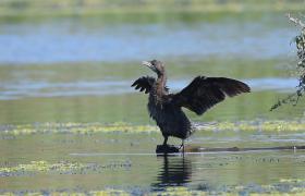 Kormoran mały