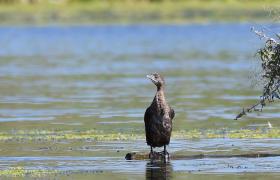 Kormoran mały