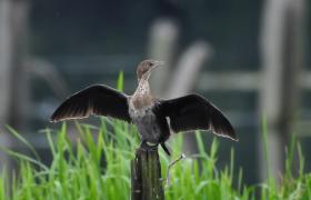 Kormoran mały