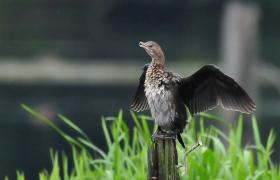 Kormoran mały