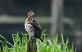 Kormoran mały