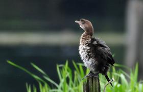 Kormoran mały