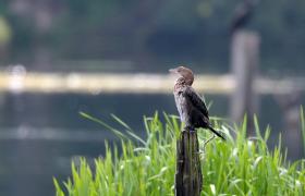 Kormoran mały