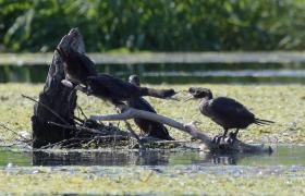 Kormoran mały
