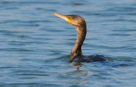 Kormoran