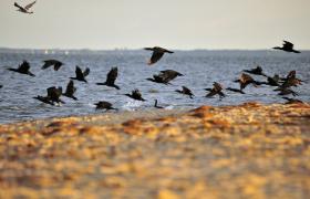 Kormoran