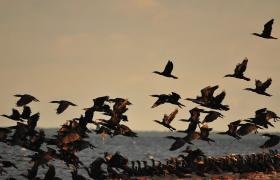 Kormoran