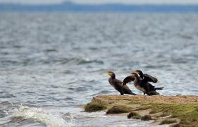 Kormoran