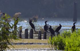 Kormoran
