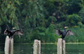 Kormoran