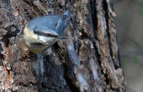Sitta europaea