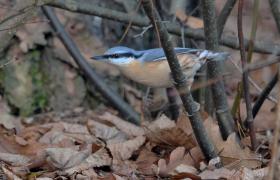 Sitta europaea