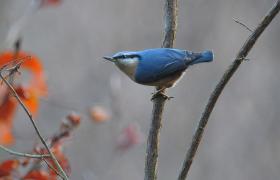 Sitta europaea