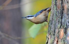 Sitta europaea