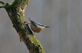 Sitta europaea