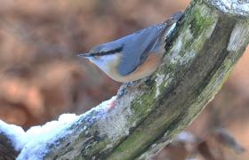 Sitta europaea