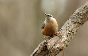 Sitta europaea