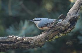Sitta europaea