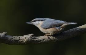 Sitta europaea