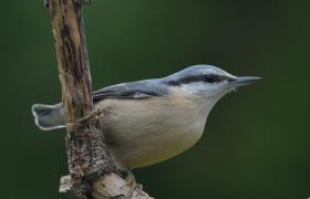 Sitta europaea