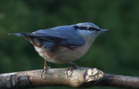 Sitta europaea