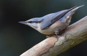 Sitta europaea