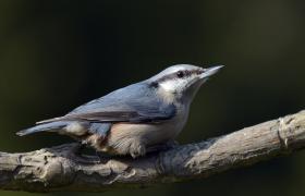 Sitta europaea