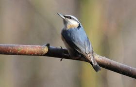 Sitta europaea
