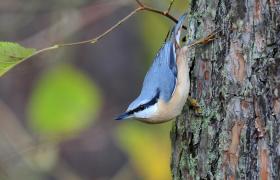 Sitta europaea