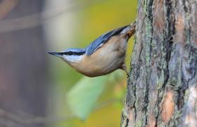 Sitta europaea