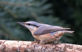 Sitta europaea