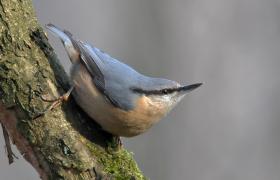 Sitta europaea