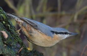 Sitta europaea