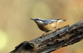 Sitta europaea