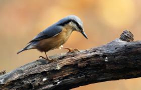 Sitta europaea