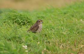 Accipiter nisus