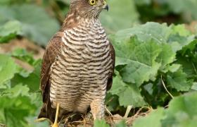 Accipiter nisus