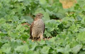 Accipiter nisus