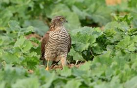 Accipiter nisus