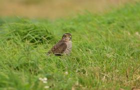 Accipiter nisus