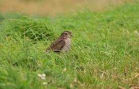 Accipiter nisus