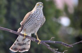 Accipiter nisus