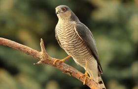Accipiter nisus
