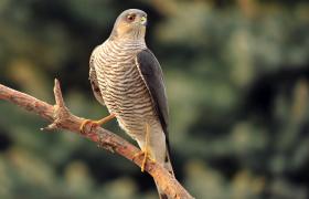 Accipiter nisus