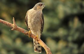 Accipiter nisus