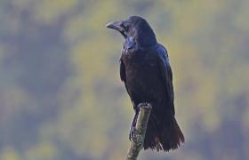 Corvus corax
